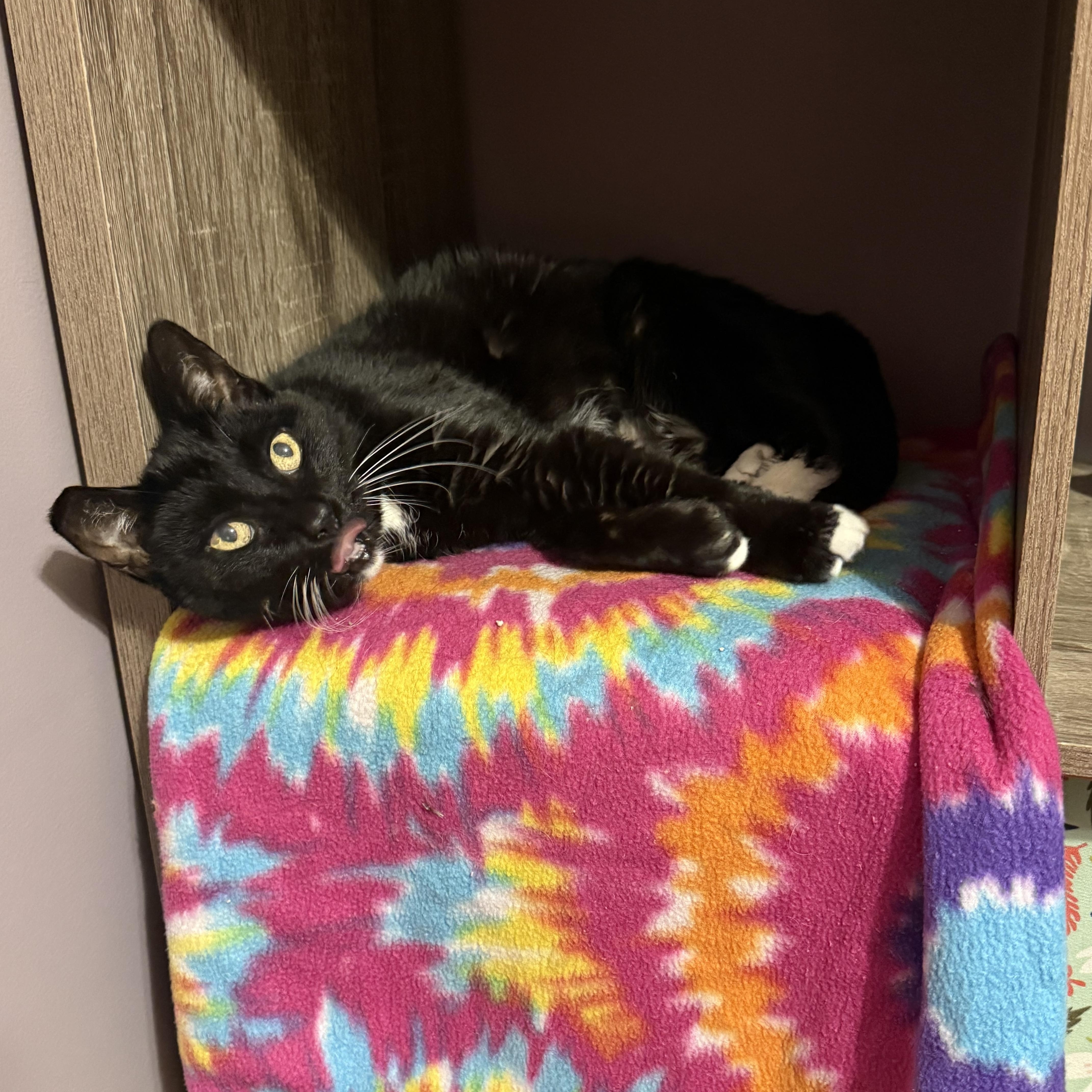 Enlarge Pawlina Toesington, a Adoptable Domestic Short Hair in Manchester, MD image 2/3