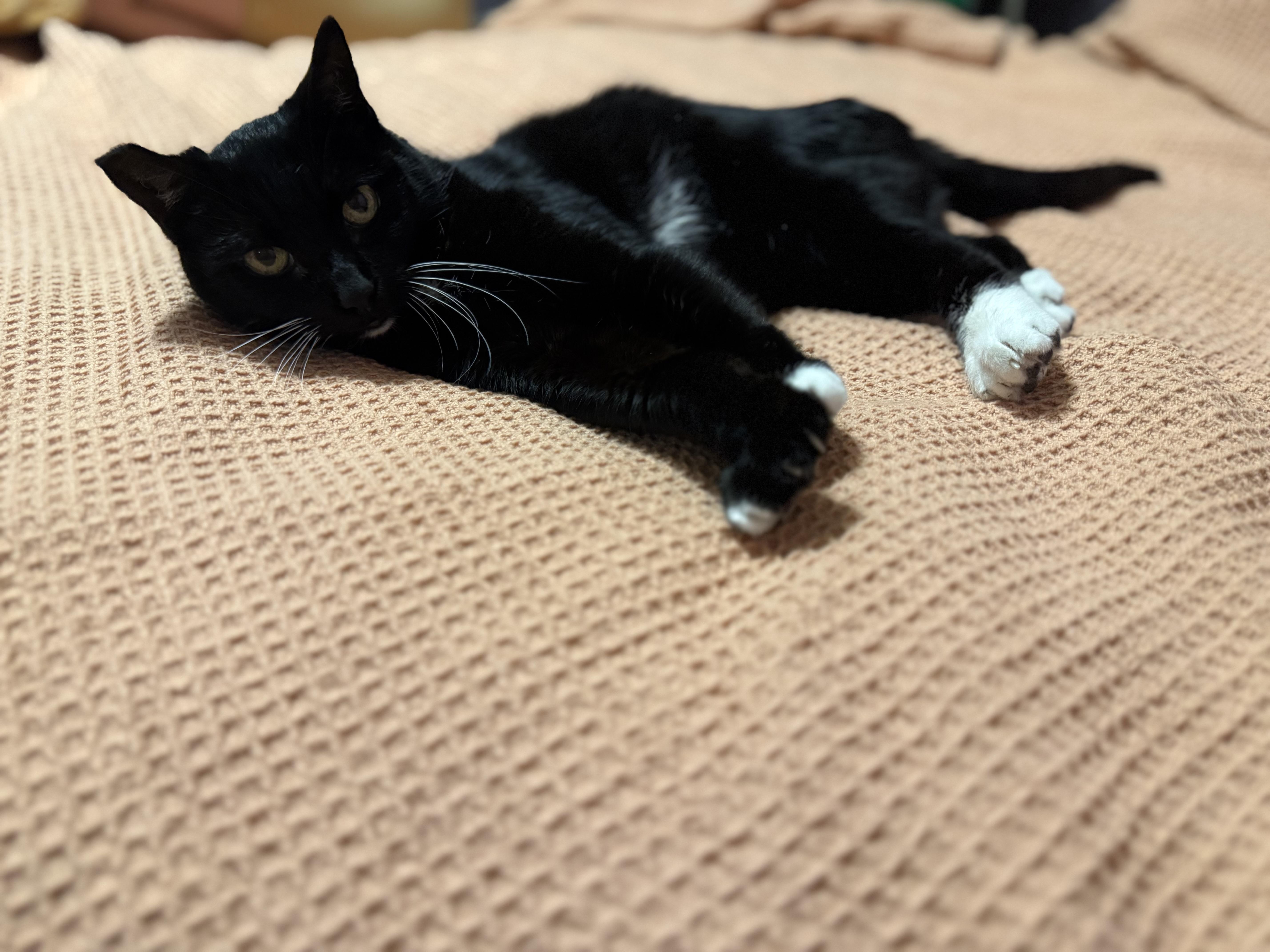 Enlarge Pawlina Toesington, a Adoptable Domestic Short Hair in Manchester, MD image 1/3