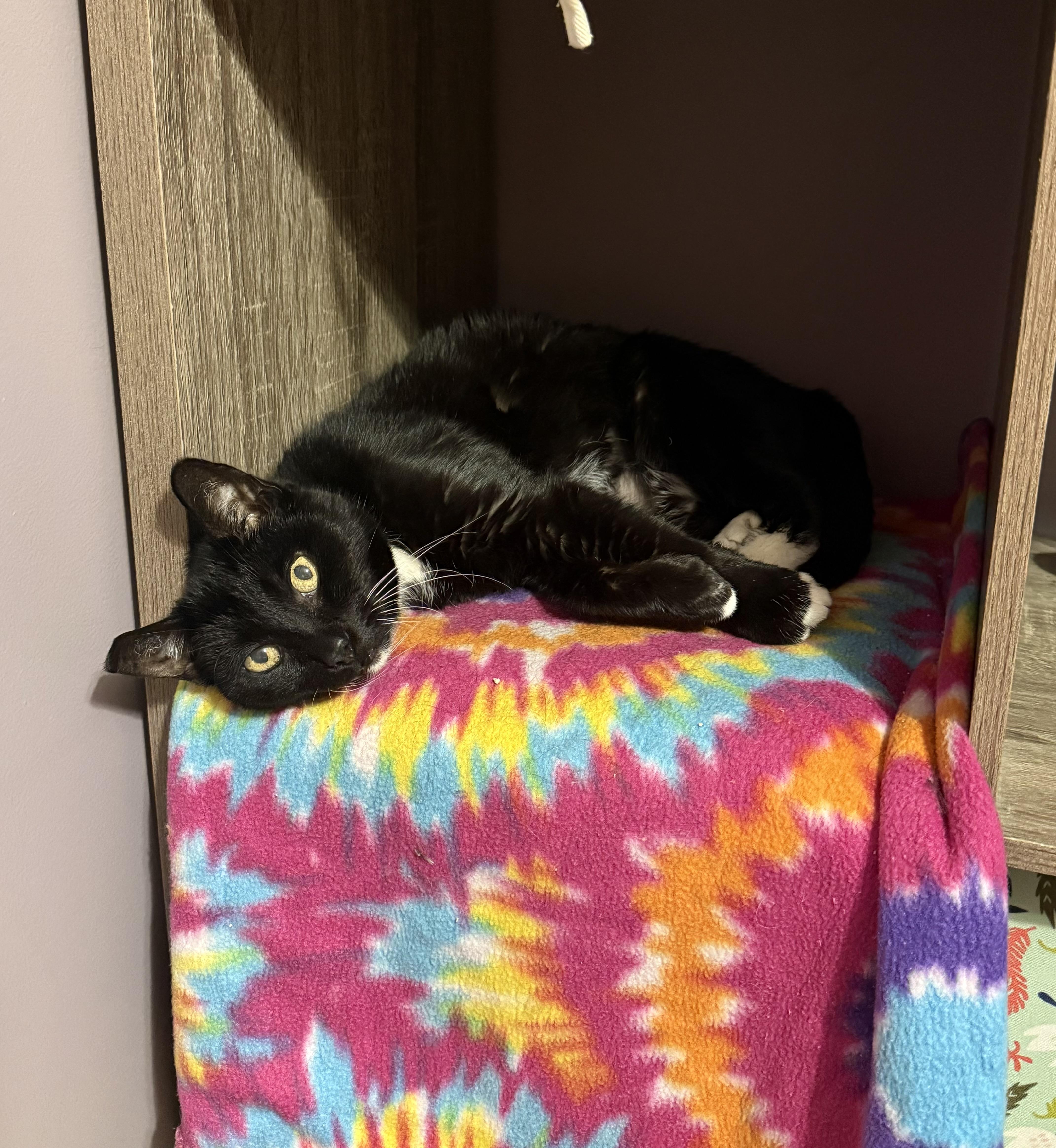 Enlarge Pawlina Toesington, a Adoptable Domestic Short Hair in Manchester, MD image 3/3