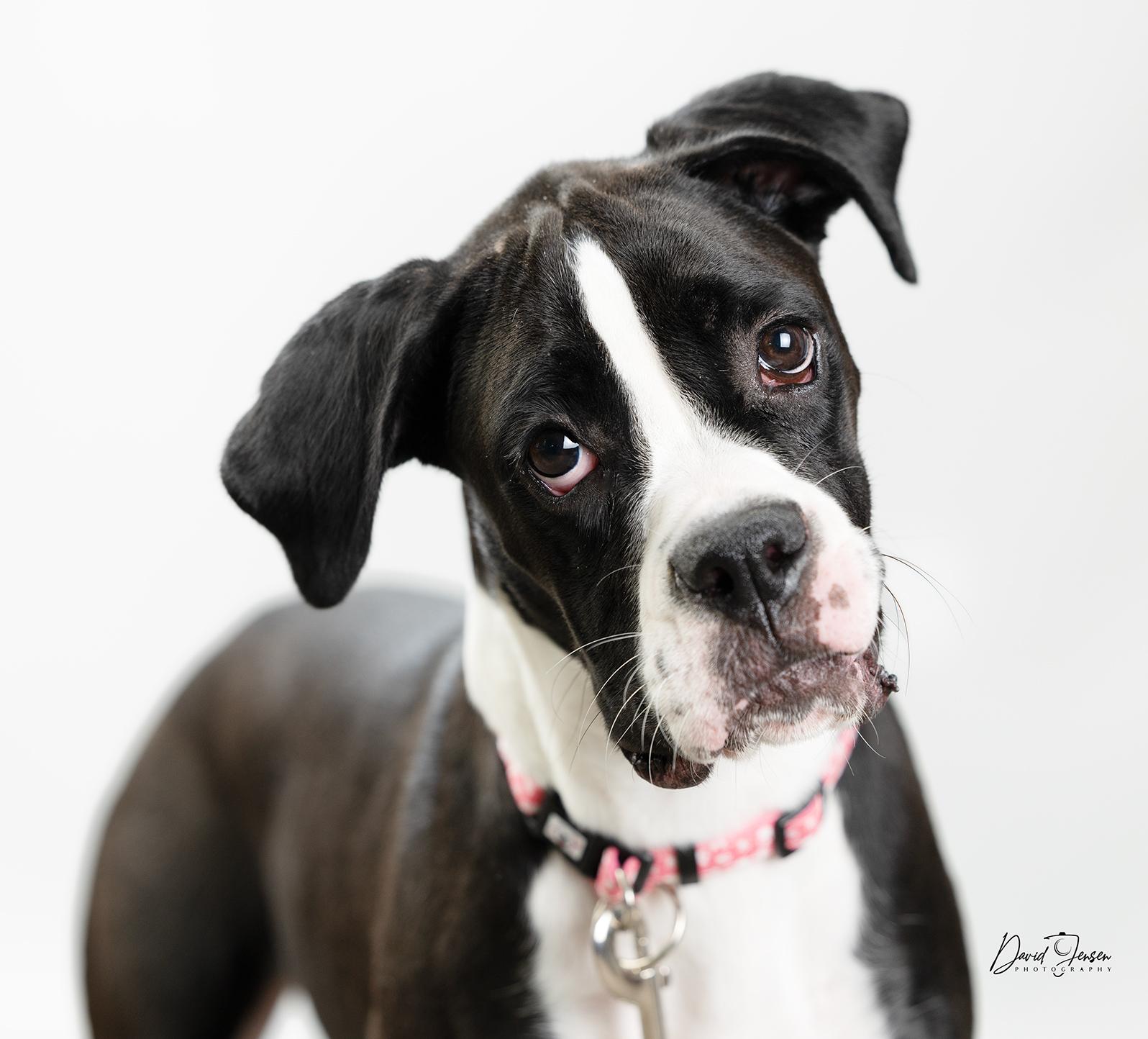 Enlarge Loana, an adopted Boxer in Anchorage, AK image 1/1