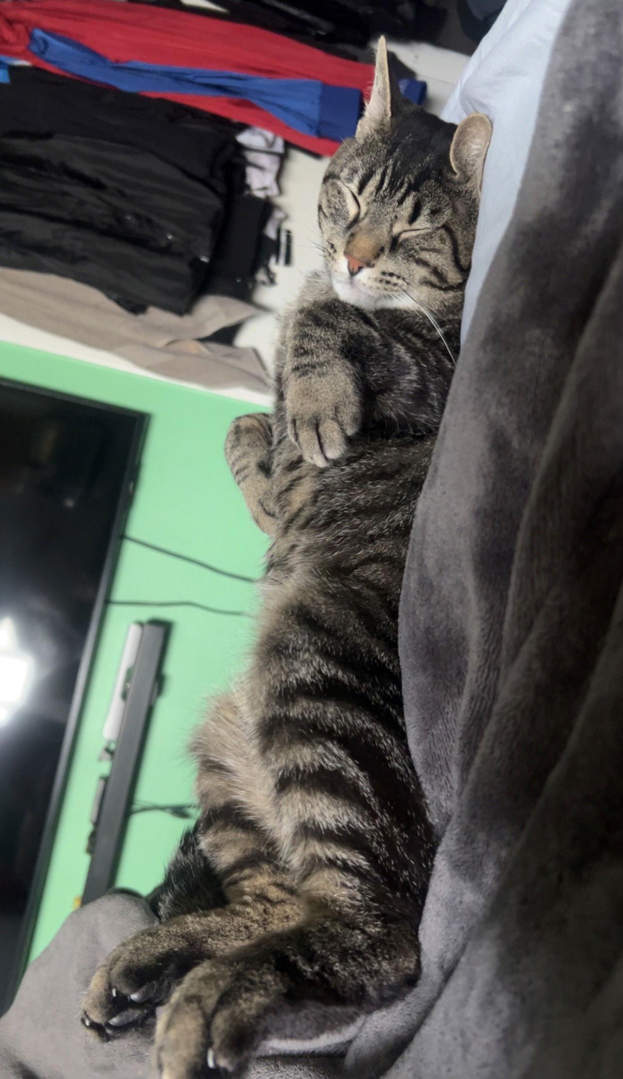 Enlarge Roberto, a Adoptable Domestic Short Hair in Wheaton, IL image 1/3