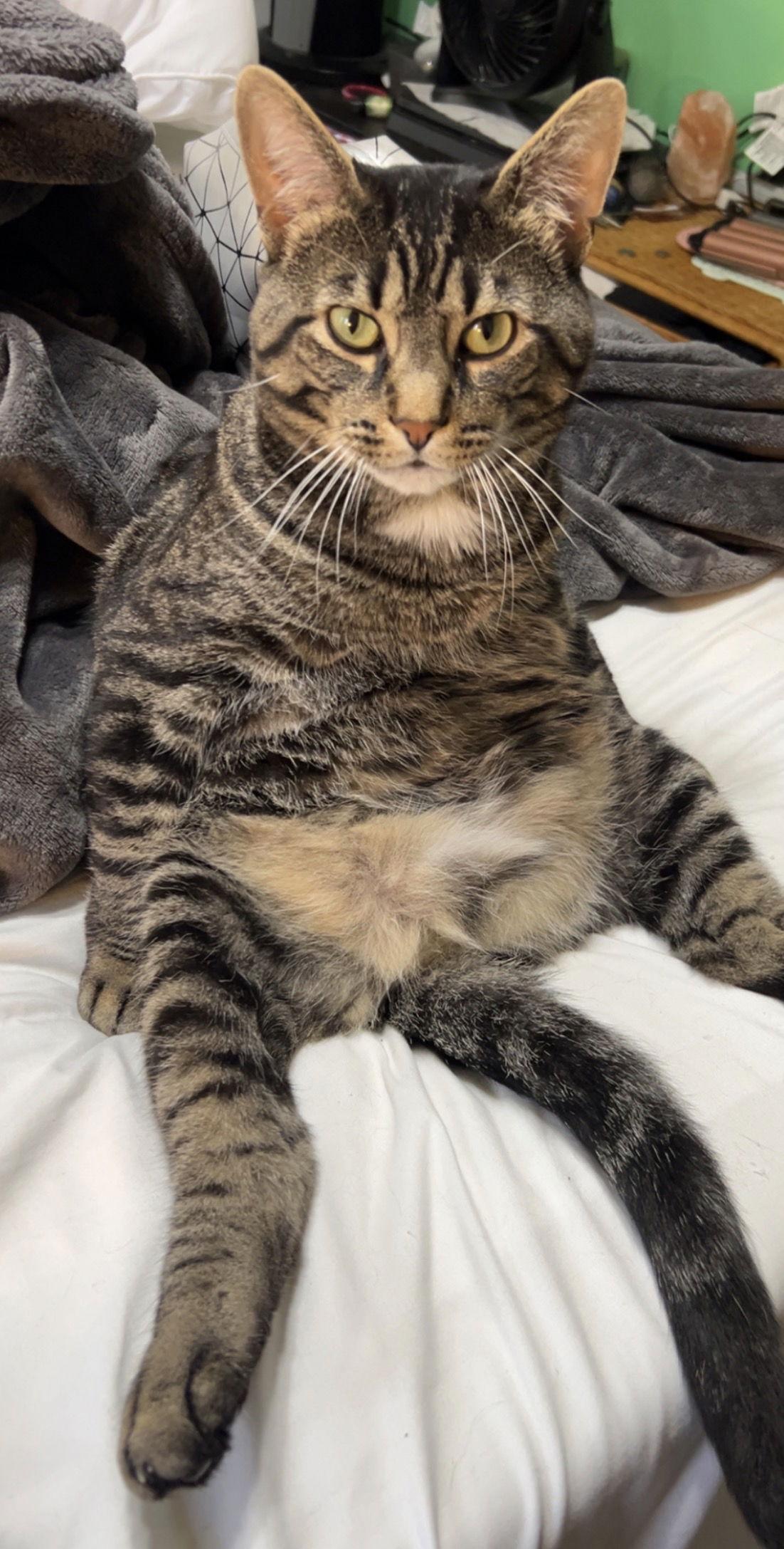 Enlarge Roberto, a Adoptable Domestic Short Hair in Wheaton, IL image 2/3