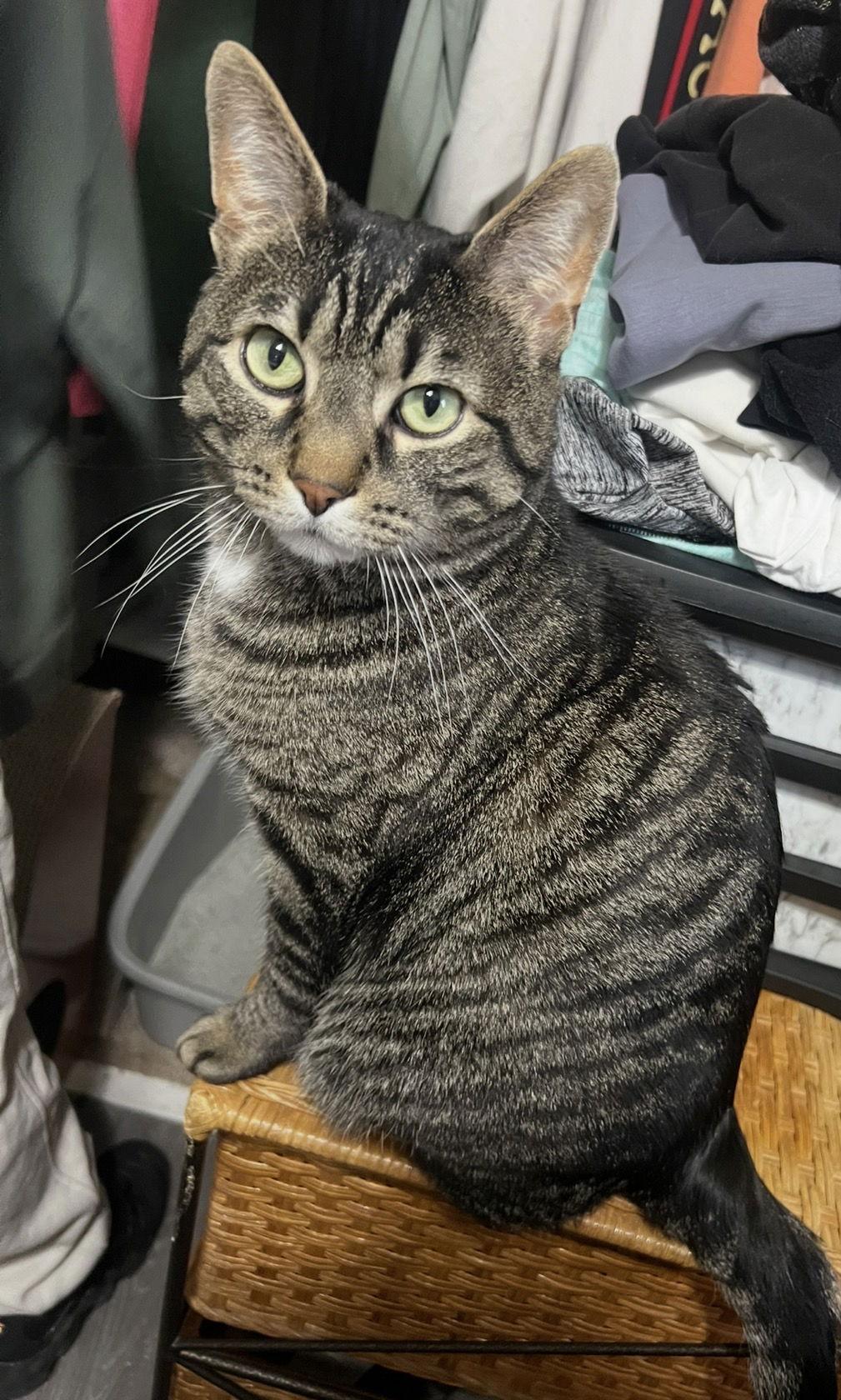 Enlarge Roberto, a Adoptable Domestic Short Hair in Wheaton, IL image 3/3