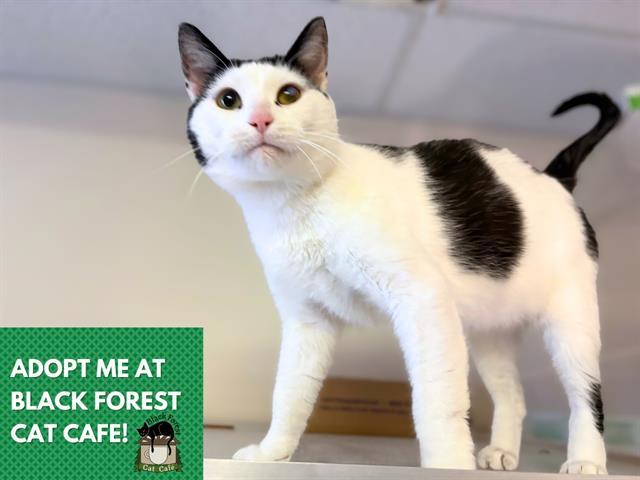 ELVIS, Adoptable, Adult Male Domestic Short Hair.