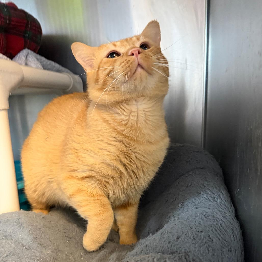 Enlarge Puca, a Adoptable Domestic Short Hair in Mankato, MN image 1/6