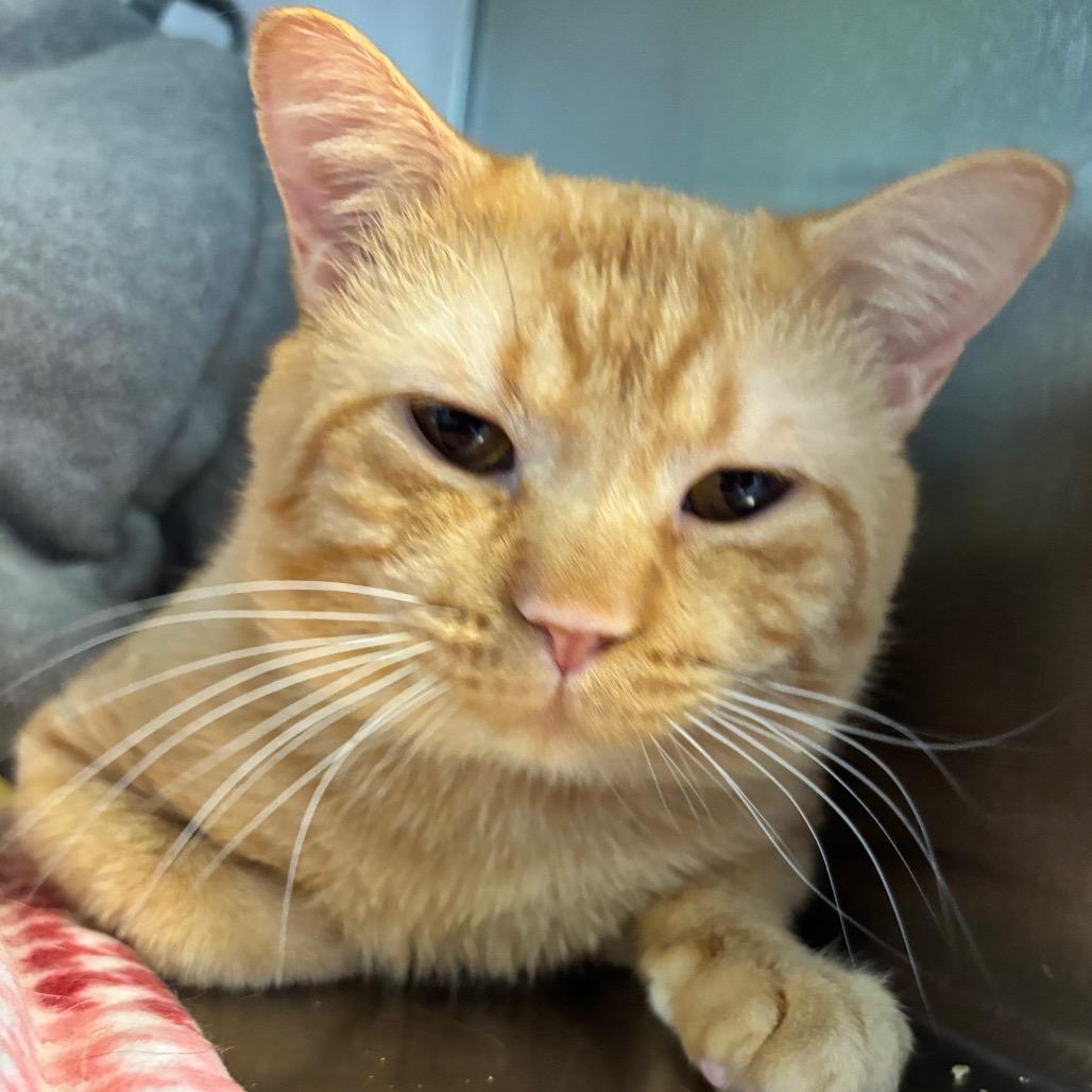 Enlarge Puca, a Adoptable Domestic Short Hair in Mankato, MN image 2/6