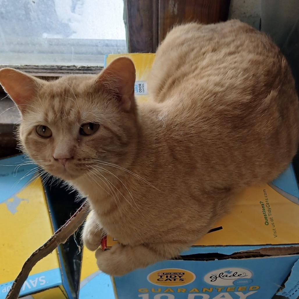 Puca — thumbnail 2