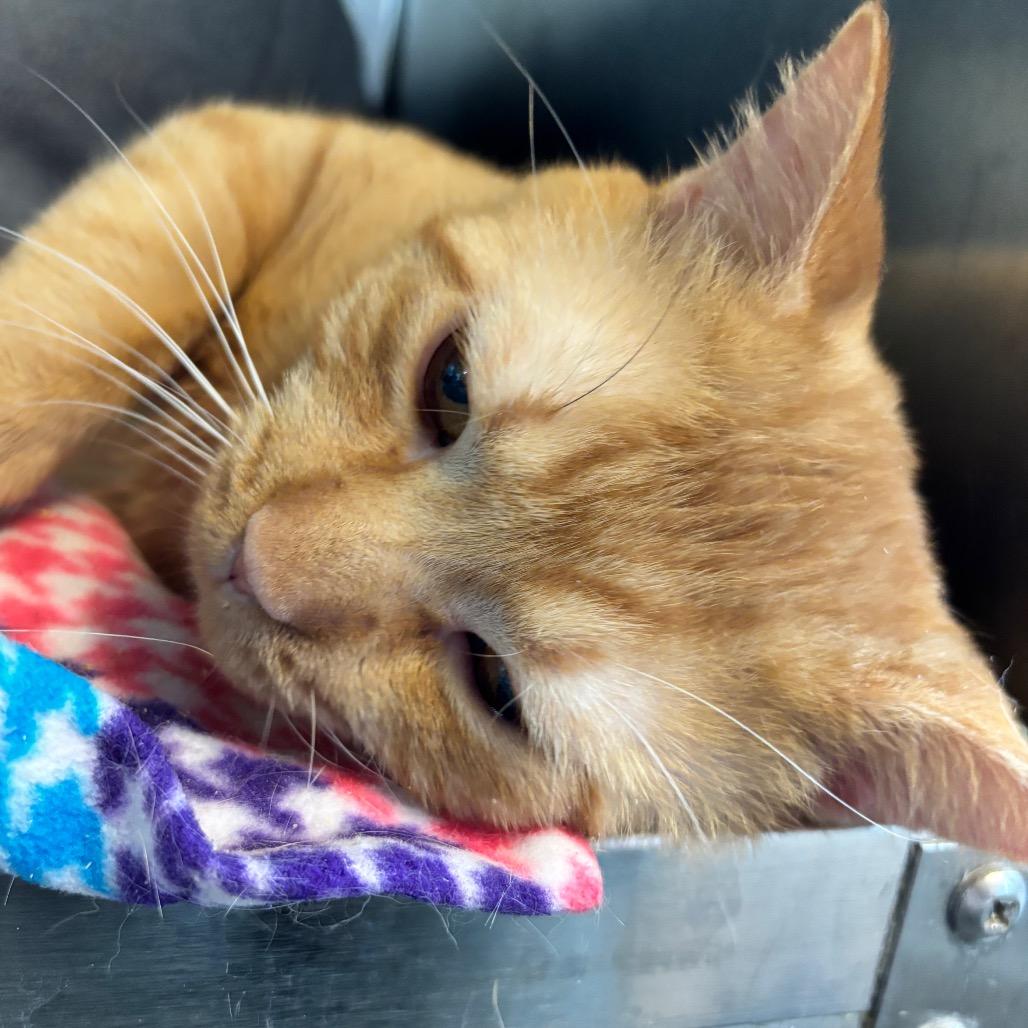 Enlarge Puca, a Adoptable Domestic Short Hair in Mankato, MN image 3/6