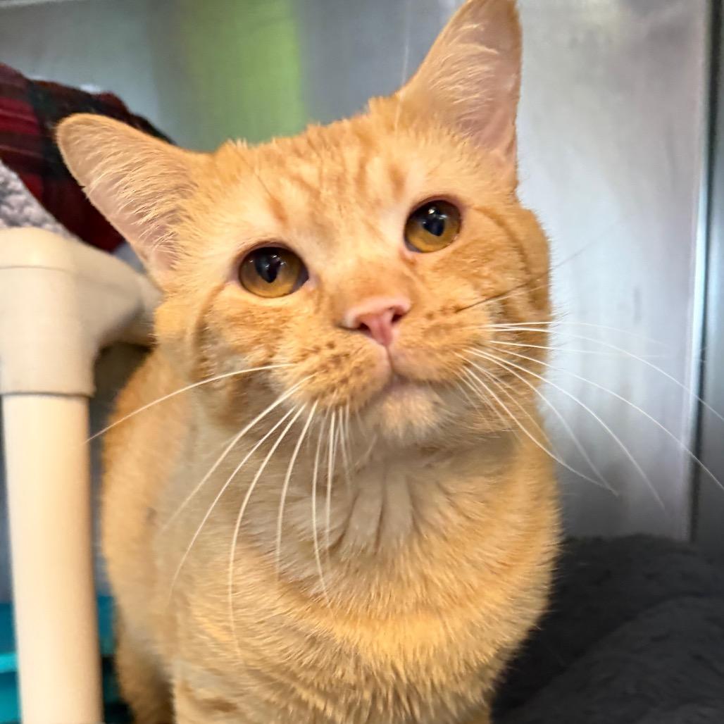 Enlarge Puca, a Adoptable Domestic Short Hair in Mankato, MN image 4/6