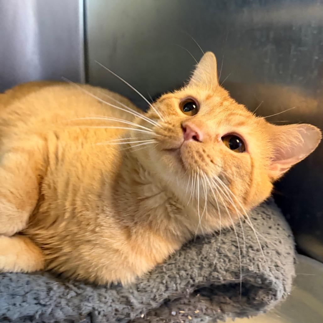 Enlarge Puca, a Adoptable Domestic Short Hair in Mankato, MN image 5/6