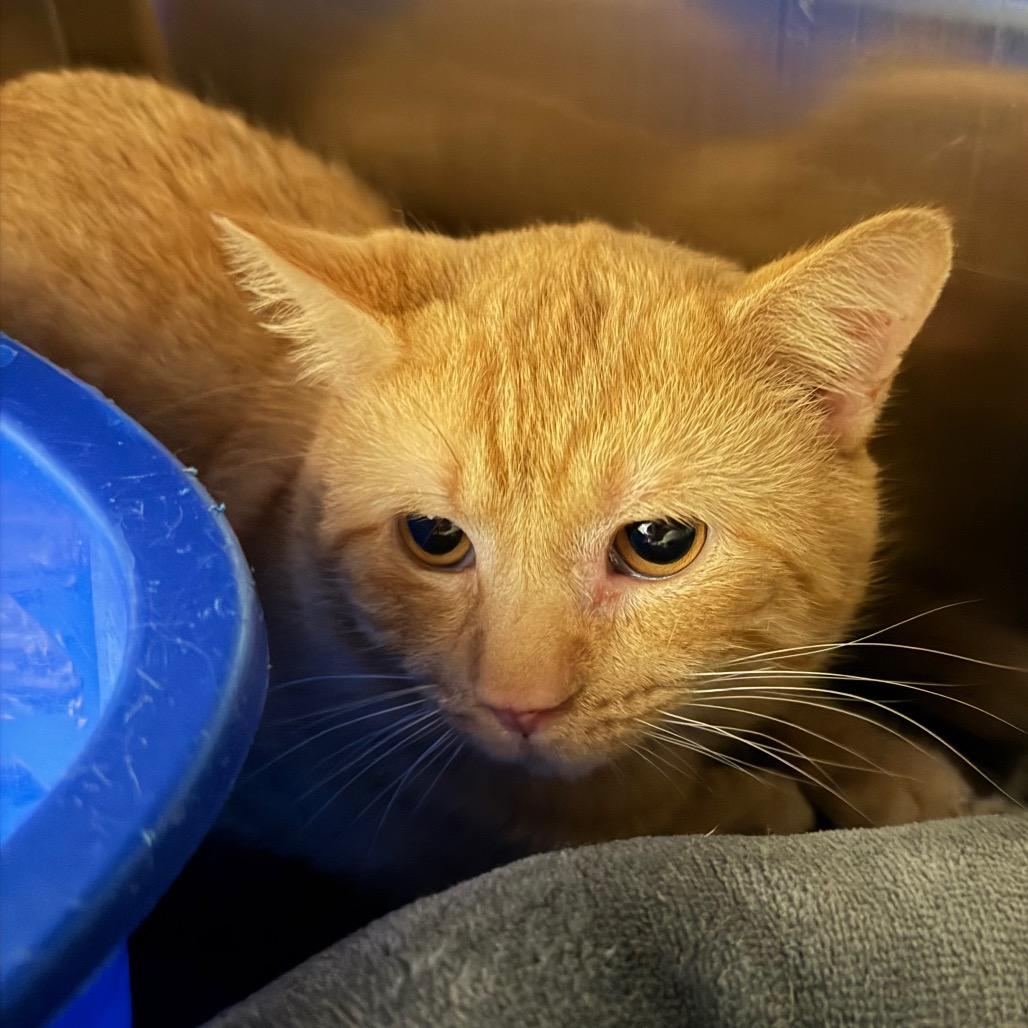 Puca — thumbnail 4