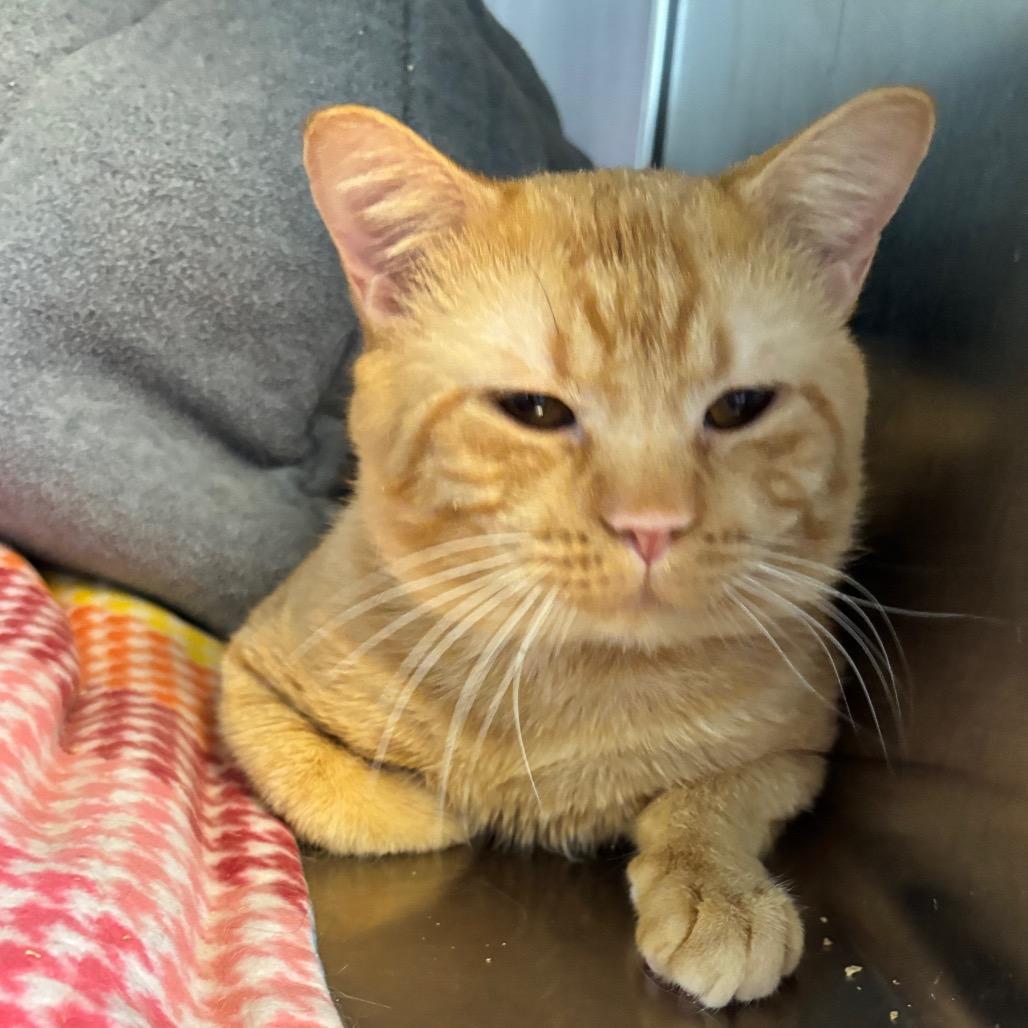 Enlarge Puca, a Adoptable Domestic Short Hair in Mankato, MN image 6/6