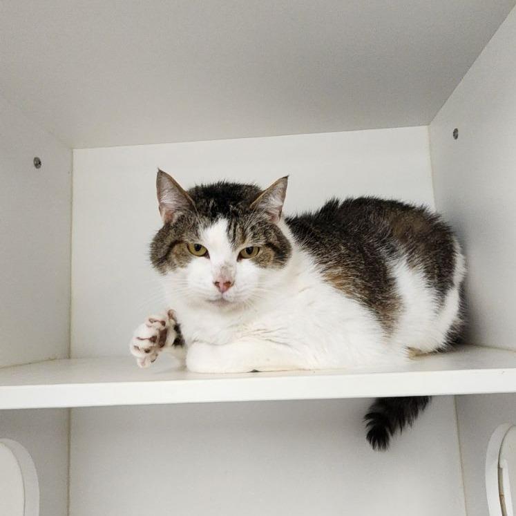 Julissa, Adoptable, Adult Female Domestic Short Hair.