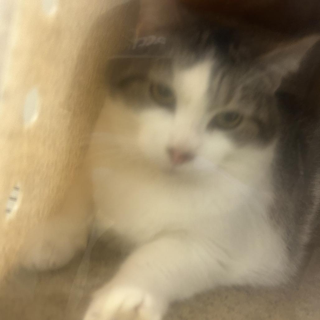 Enlarge Julissa, a Adoptable Domestic Short Hair in Dover, NH image 2/6