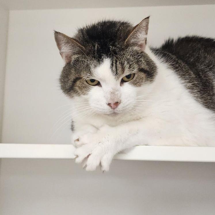 Enlarge Julissa, a Adoptable Domestic Short Hair in Dover, NH image 3/6