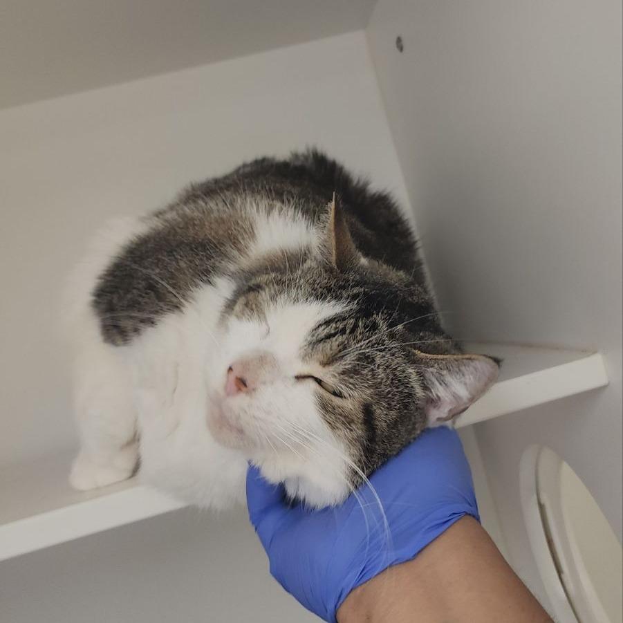 Enlarge Julissa, a Adoptable Domestic Short Hair in Dover, NH image 4/6