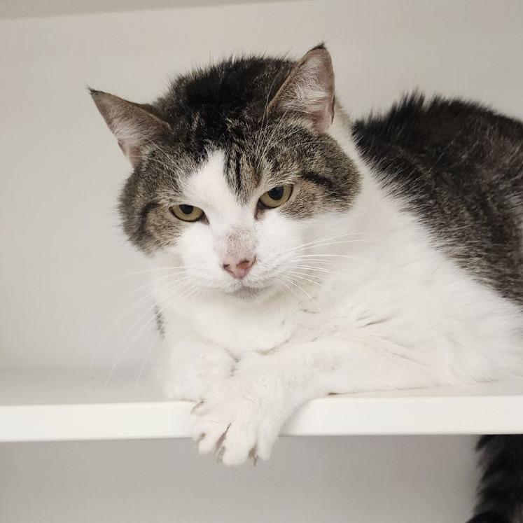 Enlarge Julissa, a Adoptable Domestic Short Hair in Dover, NH image 5/6