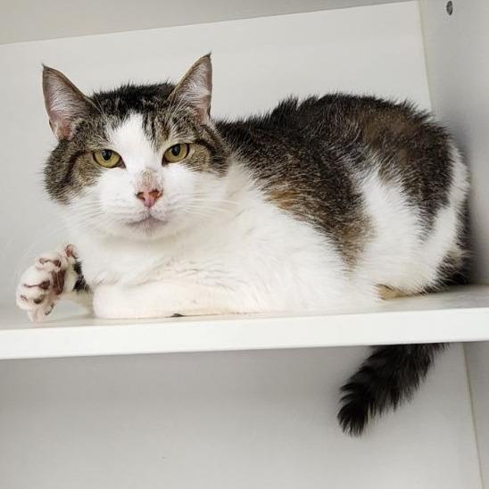 Enlarge Julissa, a Adoptable Domestic Short Hair in Dover, NH image 6/6