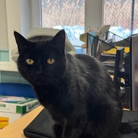 Jinx, a ADOPTABLE Domestic Short Hair in Canton, MA image 3/3