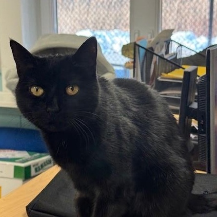 Jinx, a ADOPTABLE Domestic Short Hair in Canton, MA image 1/3