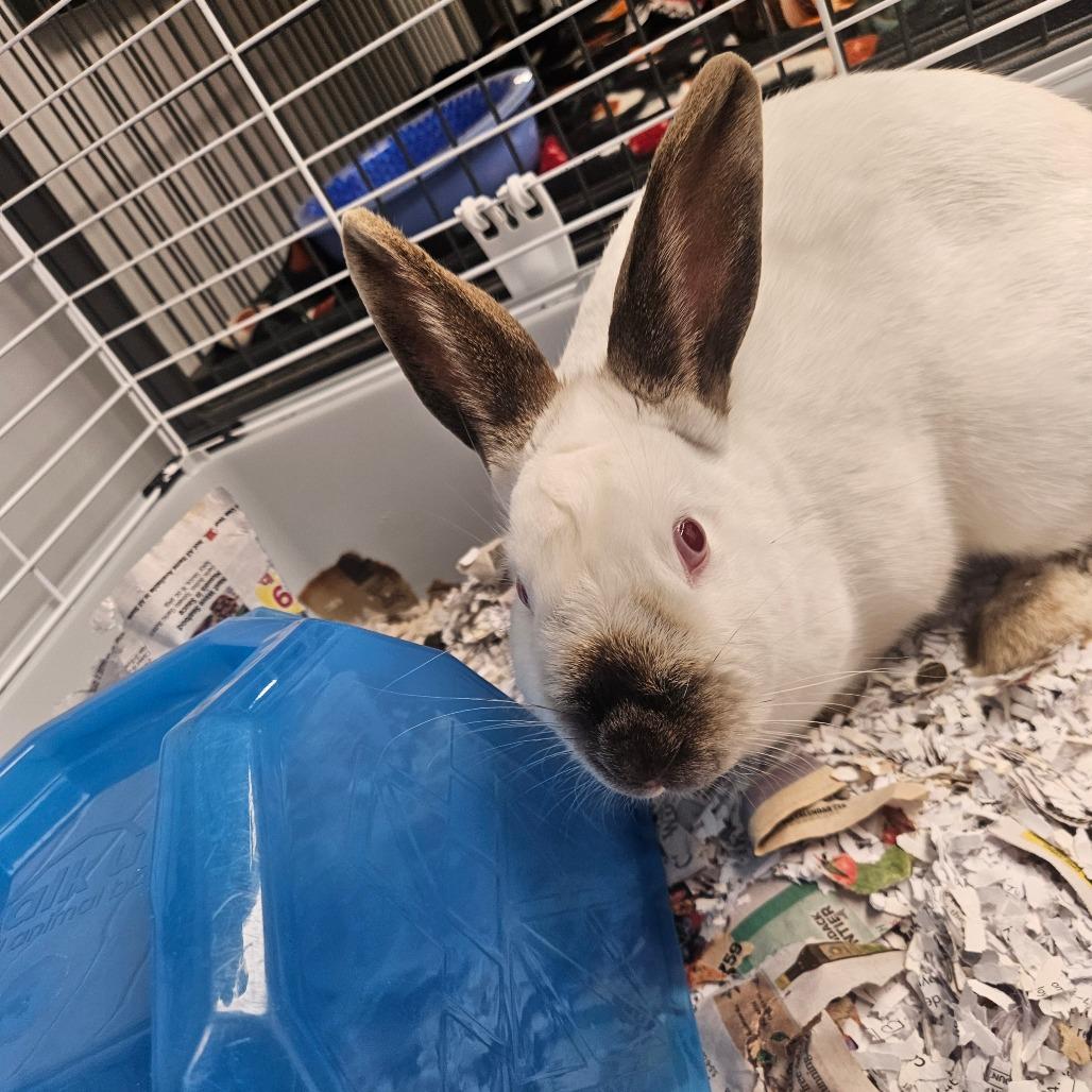 Enlarge Munchkin, a Adoptable Californian in Watertown, NY image 1/2