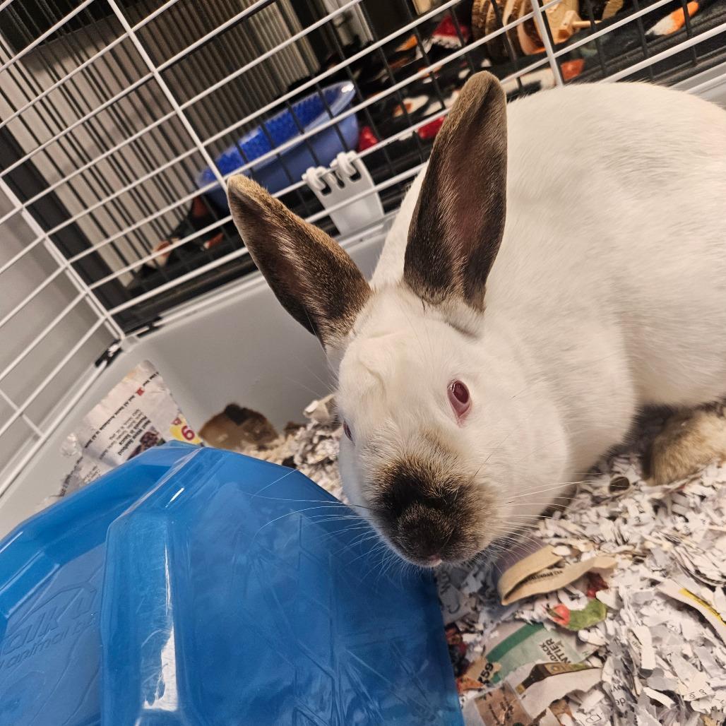 Enlarge Munchkin, a Adoptable Californian in Watertown, NY image 2/2