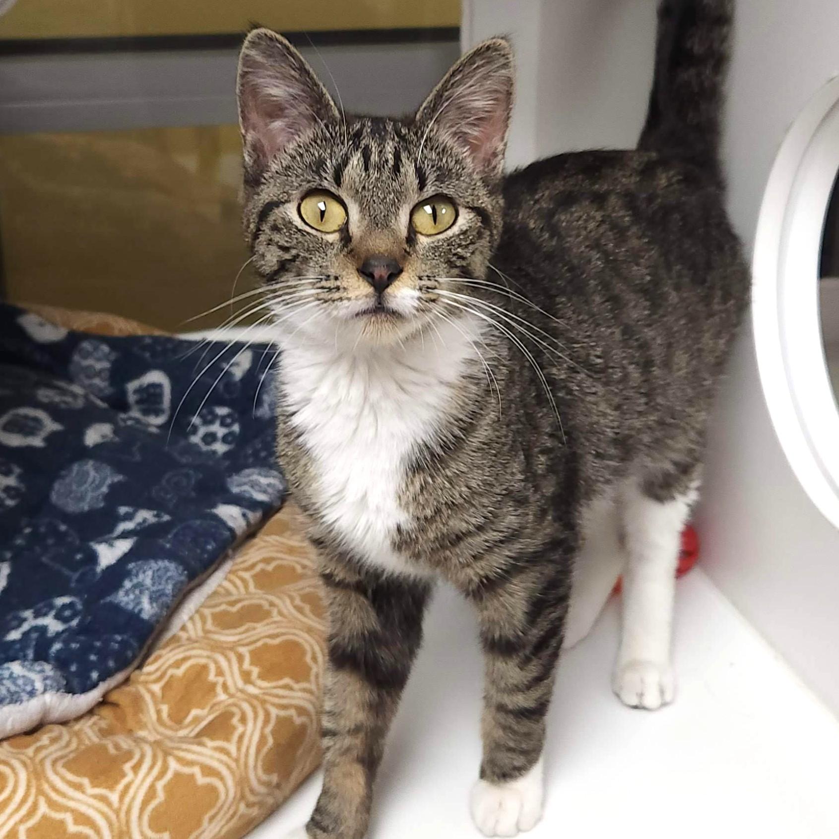 Enlarge Yogurt, an adopted Domestic Short Hair in Marshfield, WI image 2/6