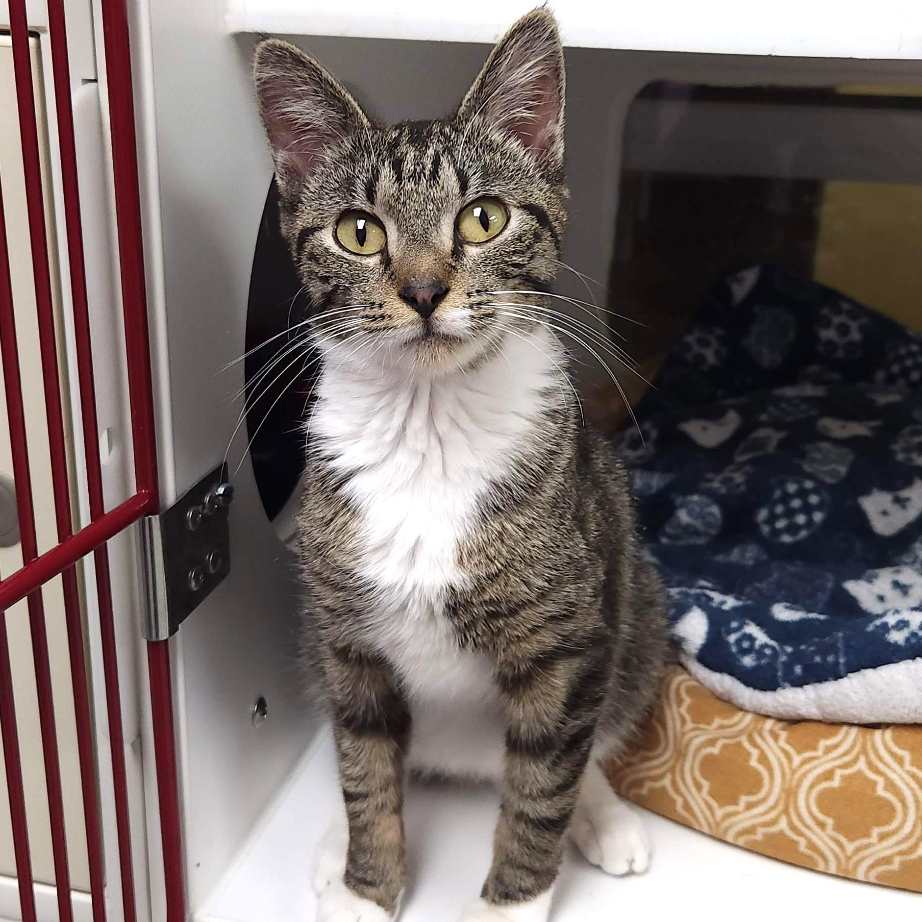 Enlarge Yogurt, an adopted Domestic Short Hair in Marshfield, WI image 5/6