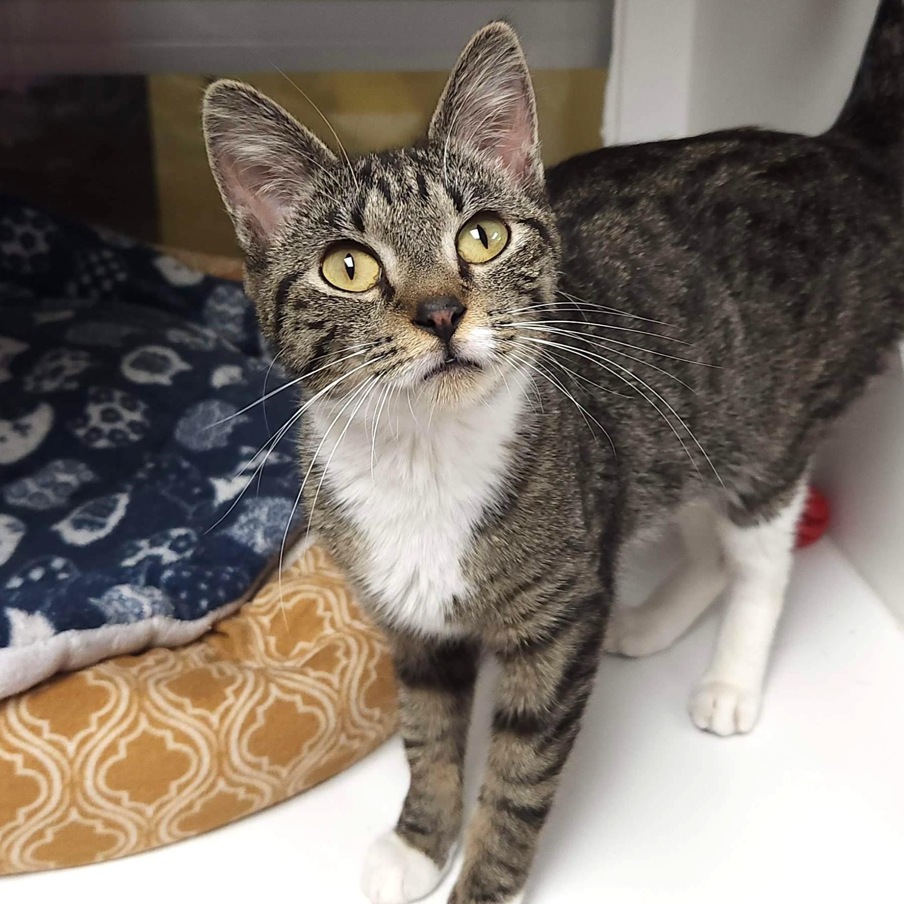 Enlarge Yogurt, an adopted Domestic Short Hair in Marshfield, WI image 1/6