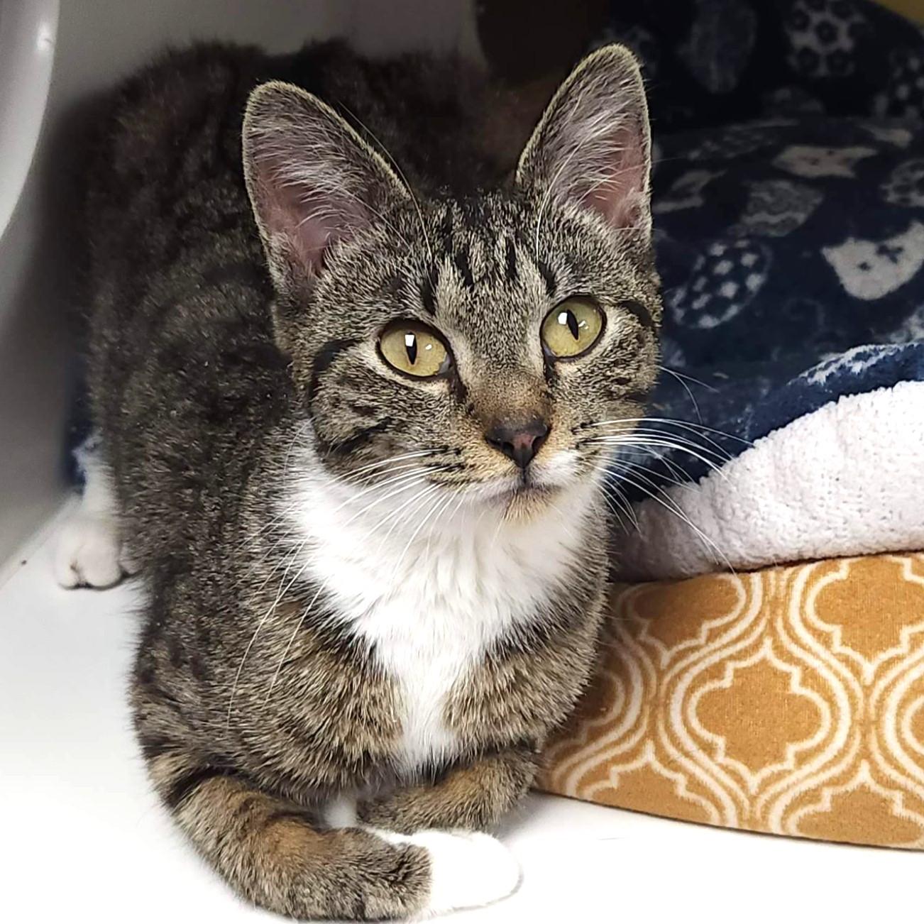 Enlarge Yogurt, an adopted Domestic Short Hair in Marshfield, WI image 3/6