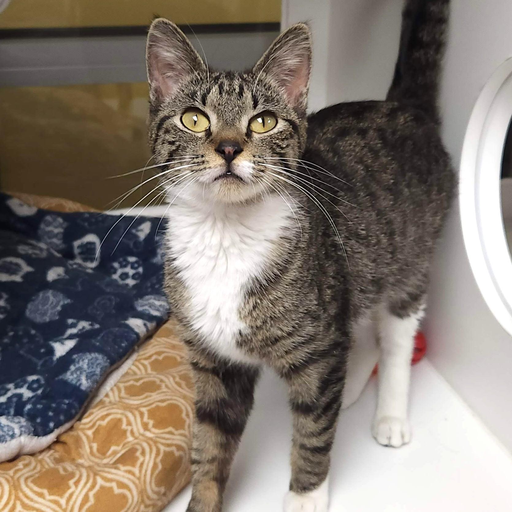 Enlarge Yogurt, an adopted Domestic Short Hair in Marshfield, WI image 4/6