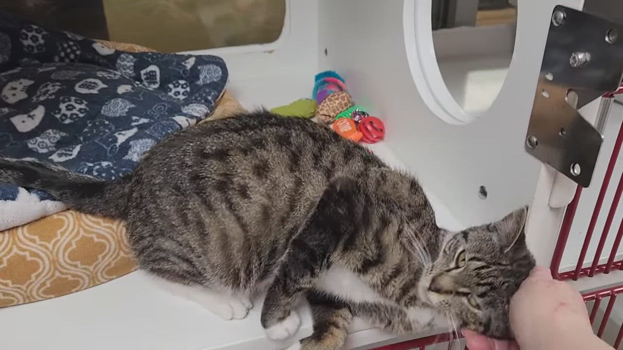 Enlarge Yogurt, an adopted Domestic Short Hair in Marshfield, WI video 6/6