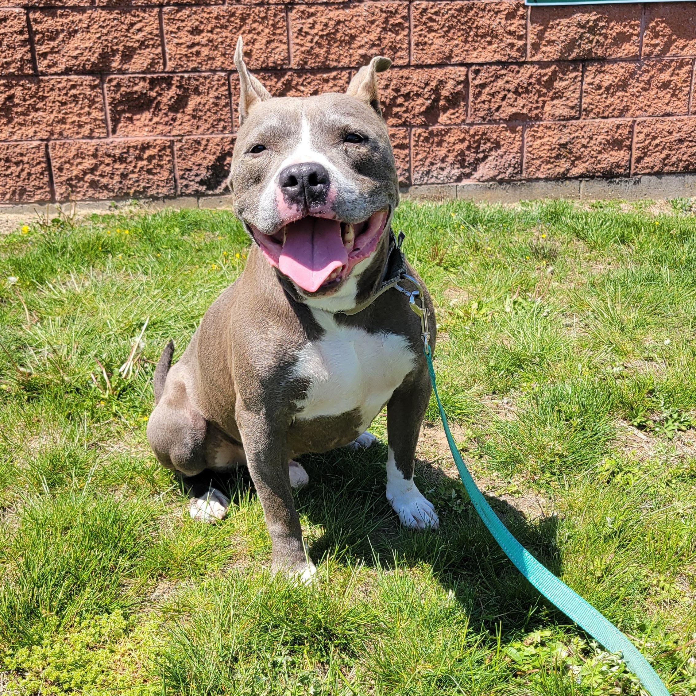Smokey, ADOPTABLE, Adult Male Pit Bull Terrier.
