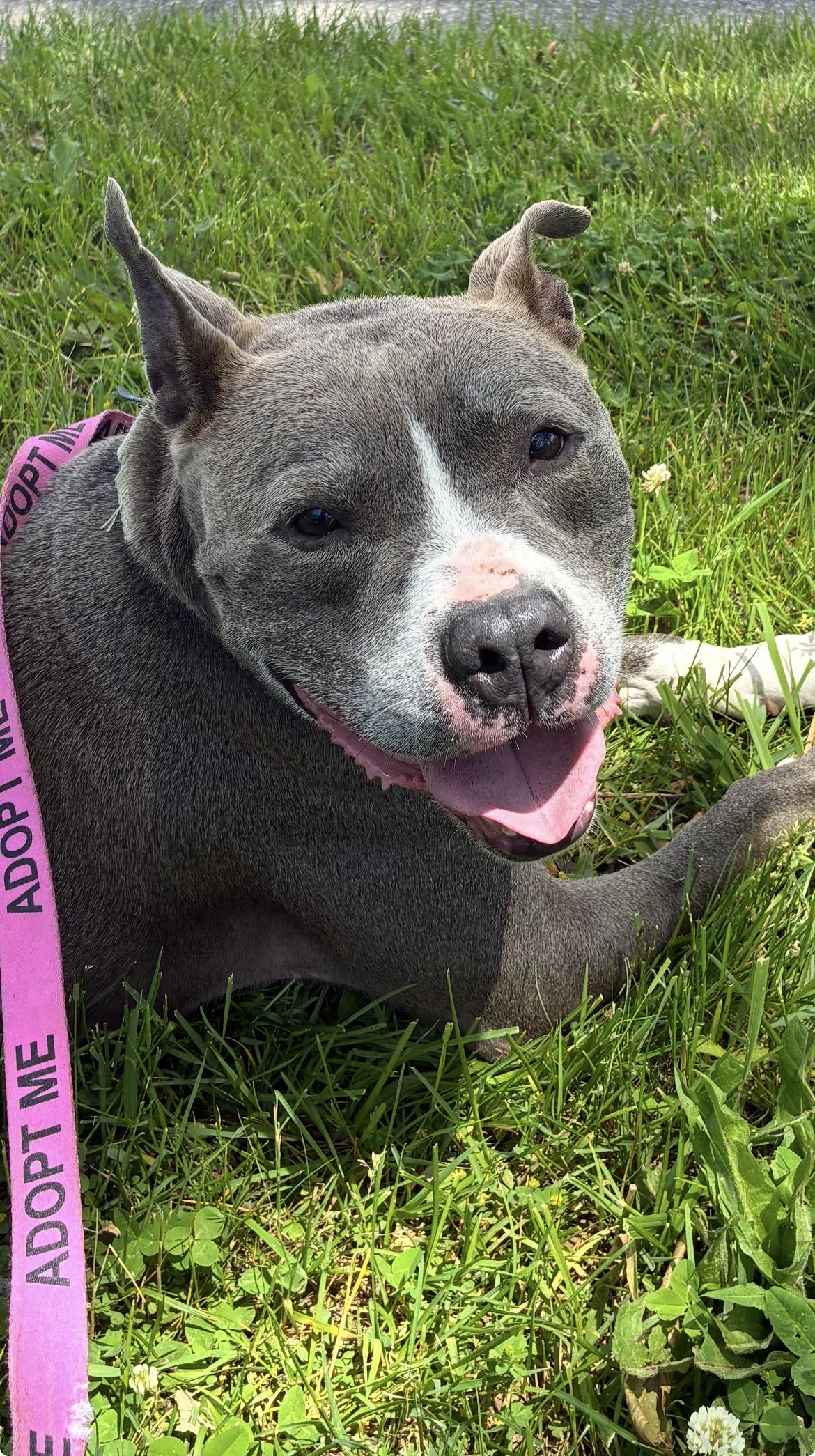 Smokey, a ADOPTABLE mixed breed in Southold, NY image 2/2