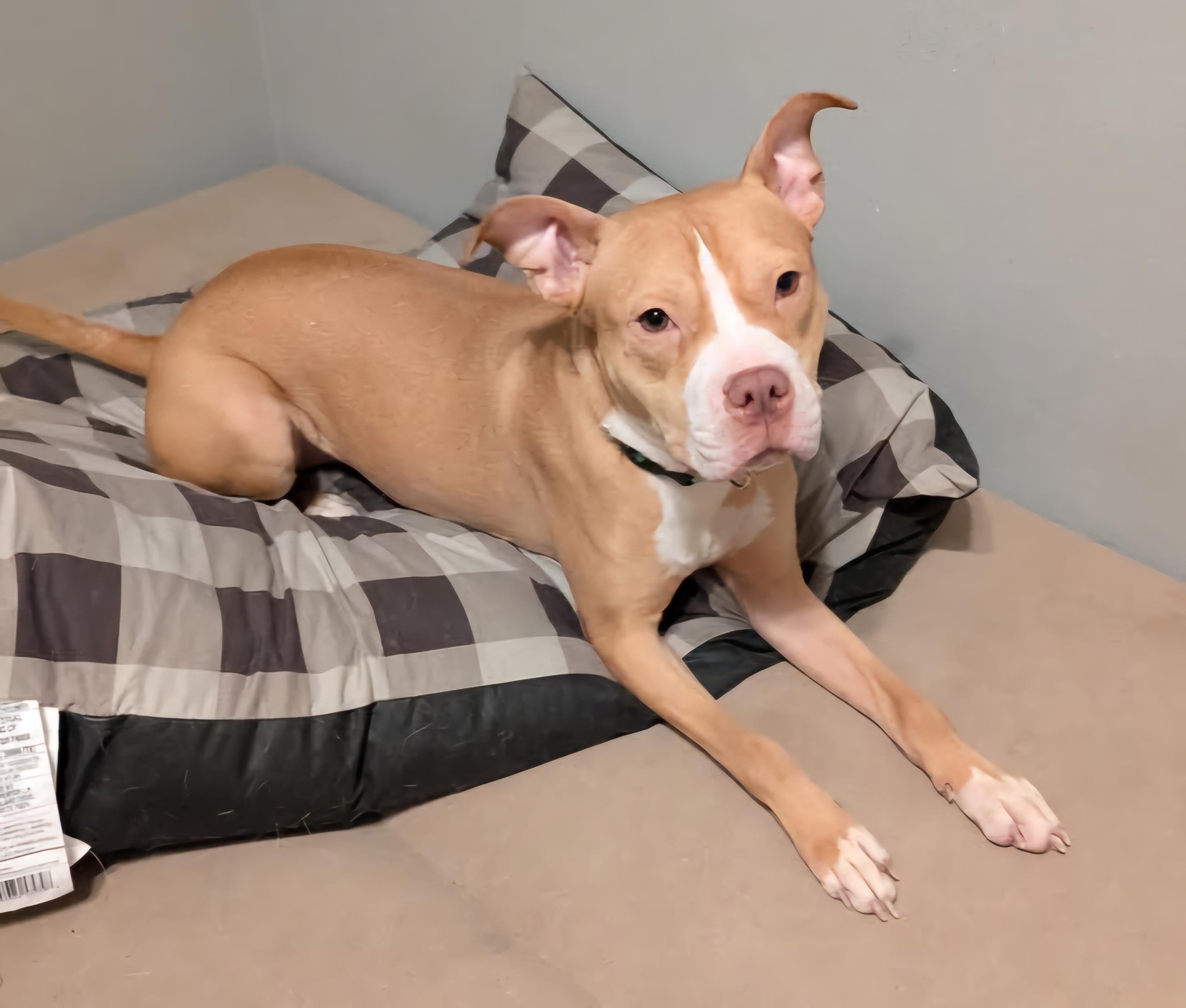 SADIE RUE $400, a Adoptable mixed breed in Milwaukee, WI image 6/6