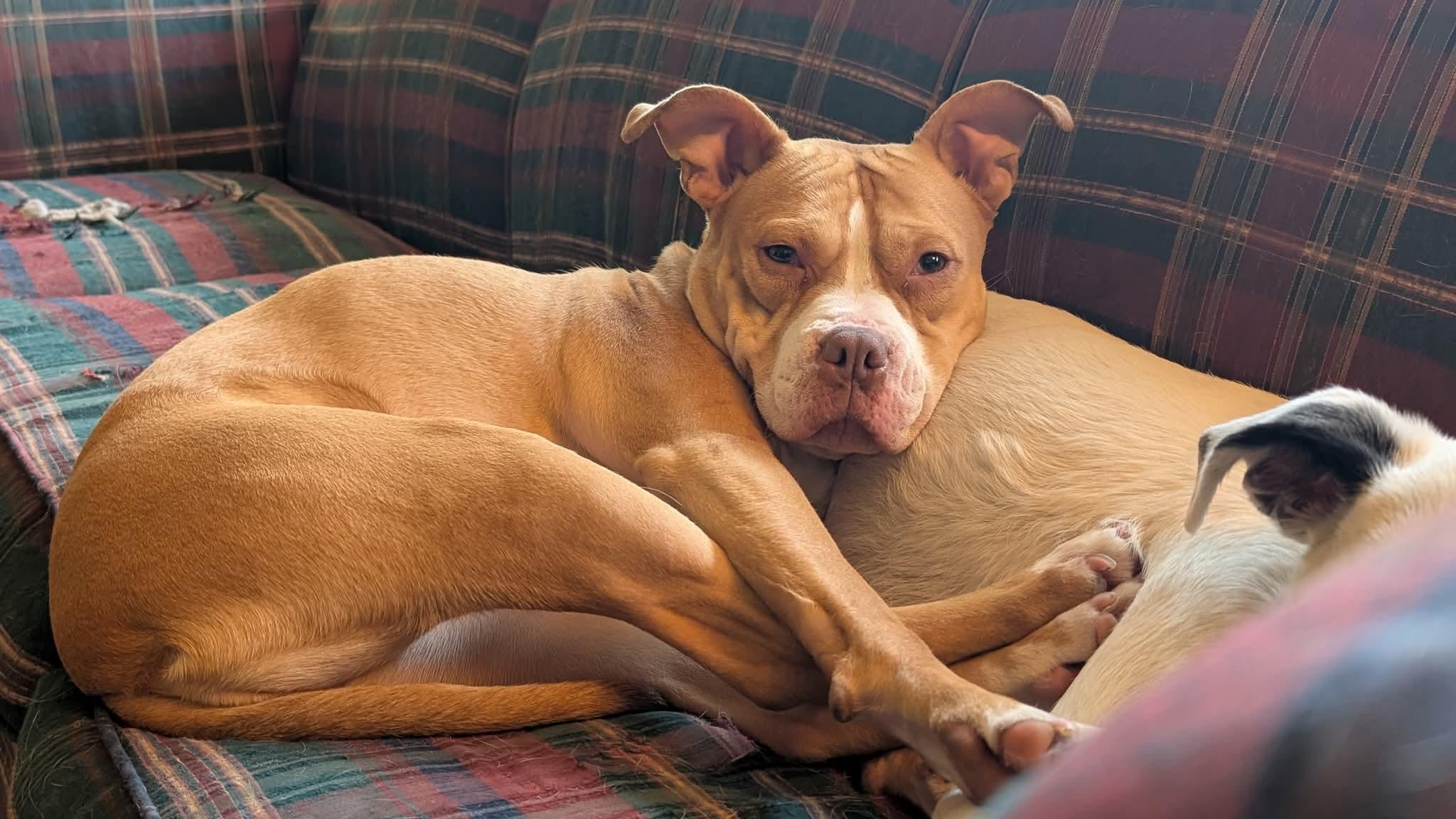 Enlarge SADIE RUE   $200, a Adoptable mixed breed in Milwaukee, WI image 6/6