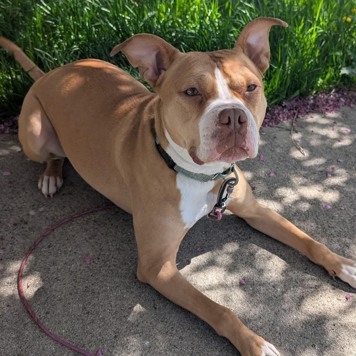 Enlarge SADIE RUE   $200, a Adoptable mixed breed in Milwaukee, WI image 4/6