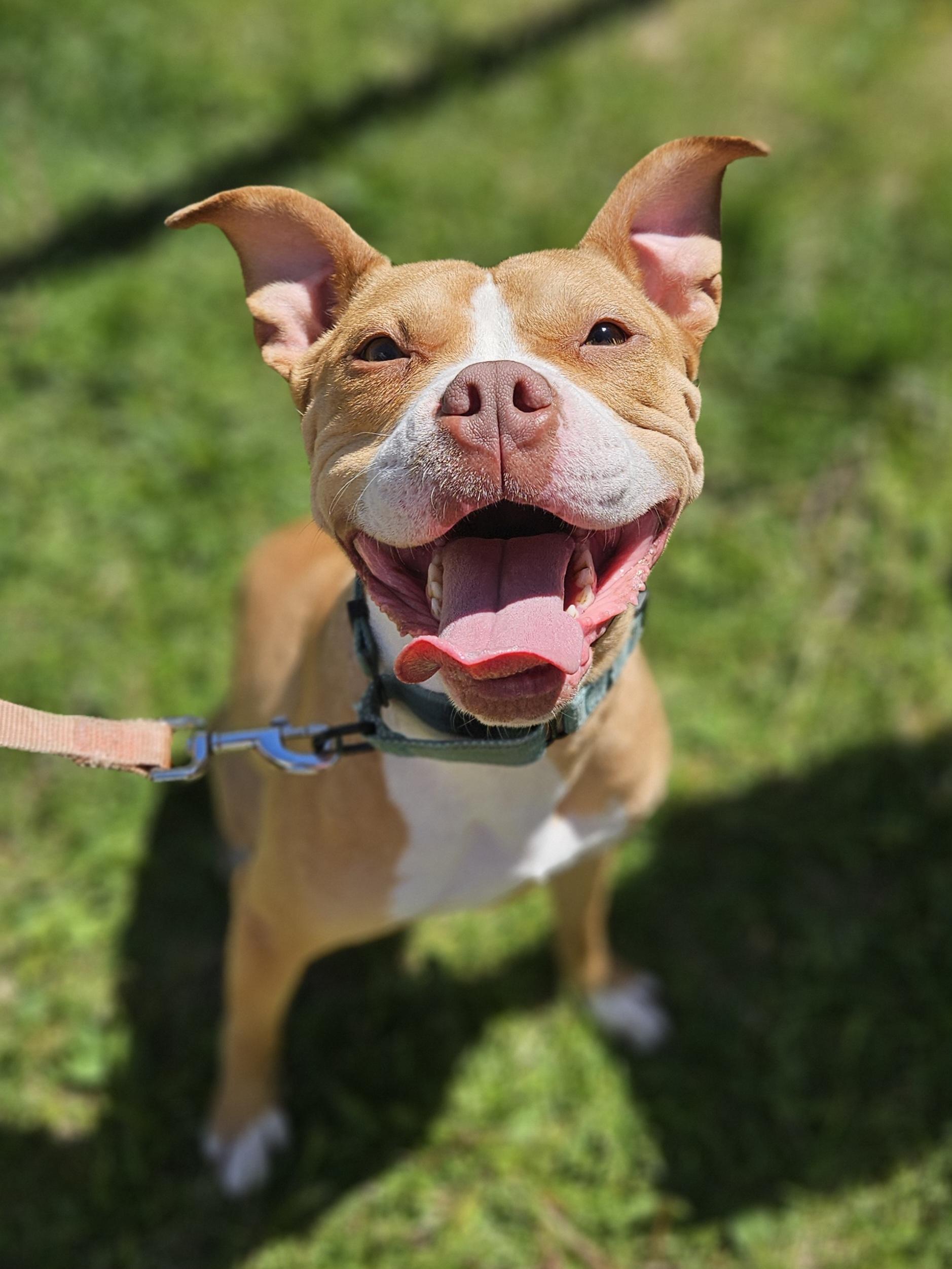 SADIE RUE $400, a Adoptable mixed breed in Milwaukee, WI image 1/6