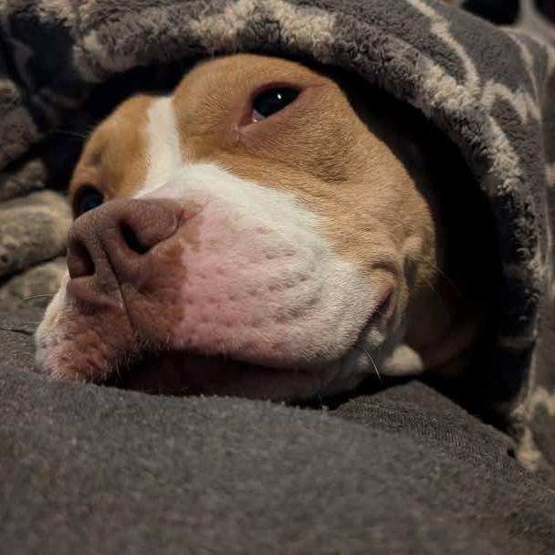 SADIE RUE $400, a Adoptable mixed breed in Milwaukee, WI image 4/6