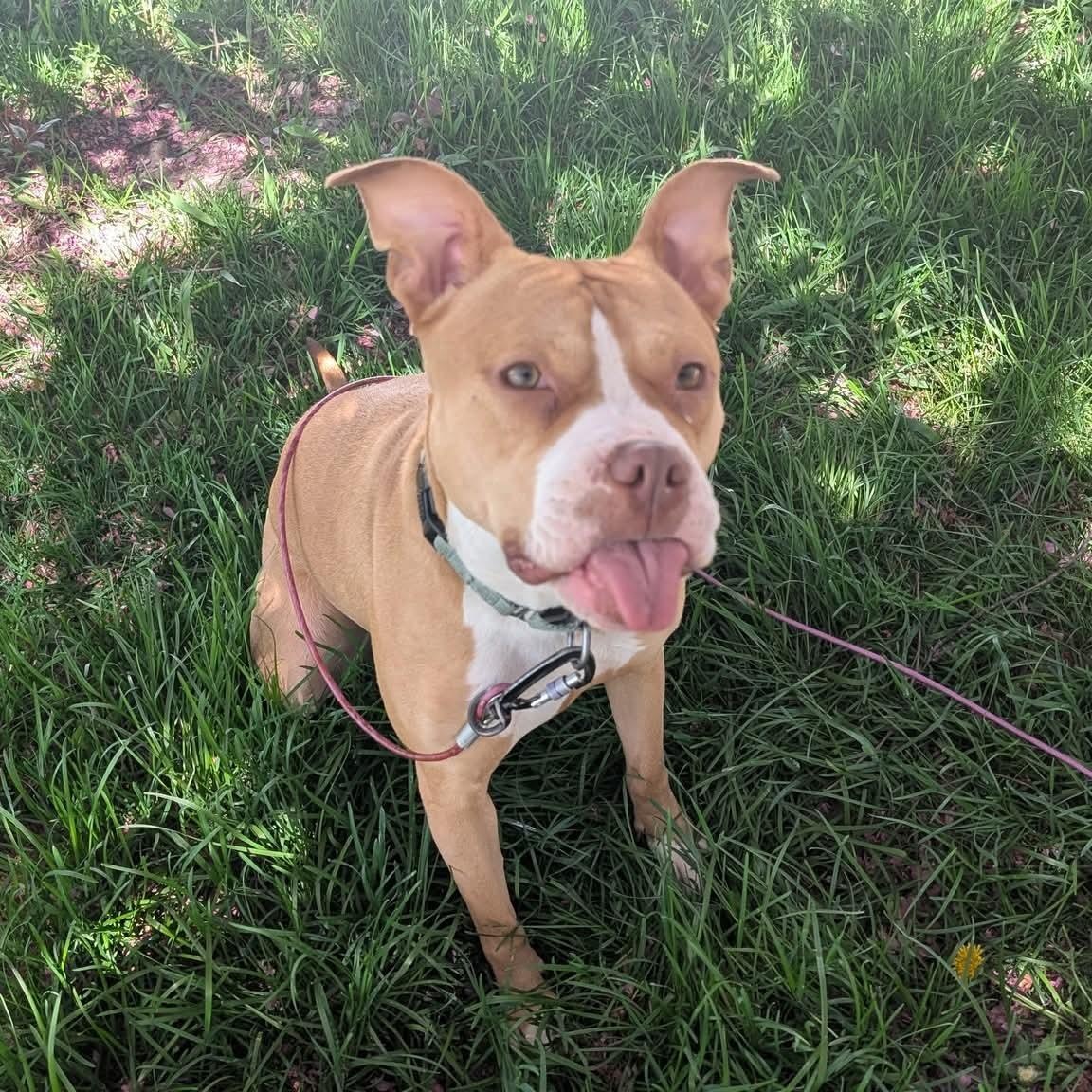 SADIE RUE   $200, Adoptable, Adult Female Terrier.