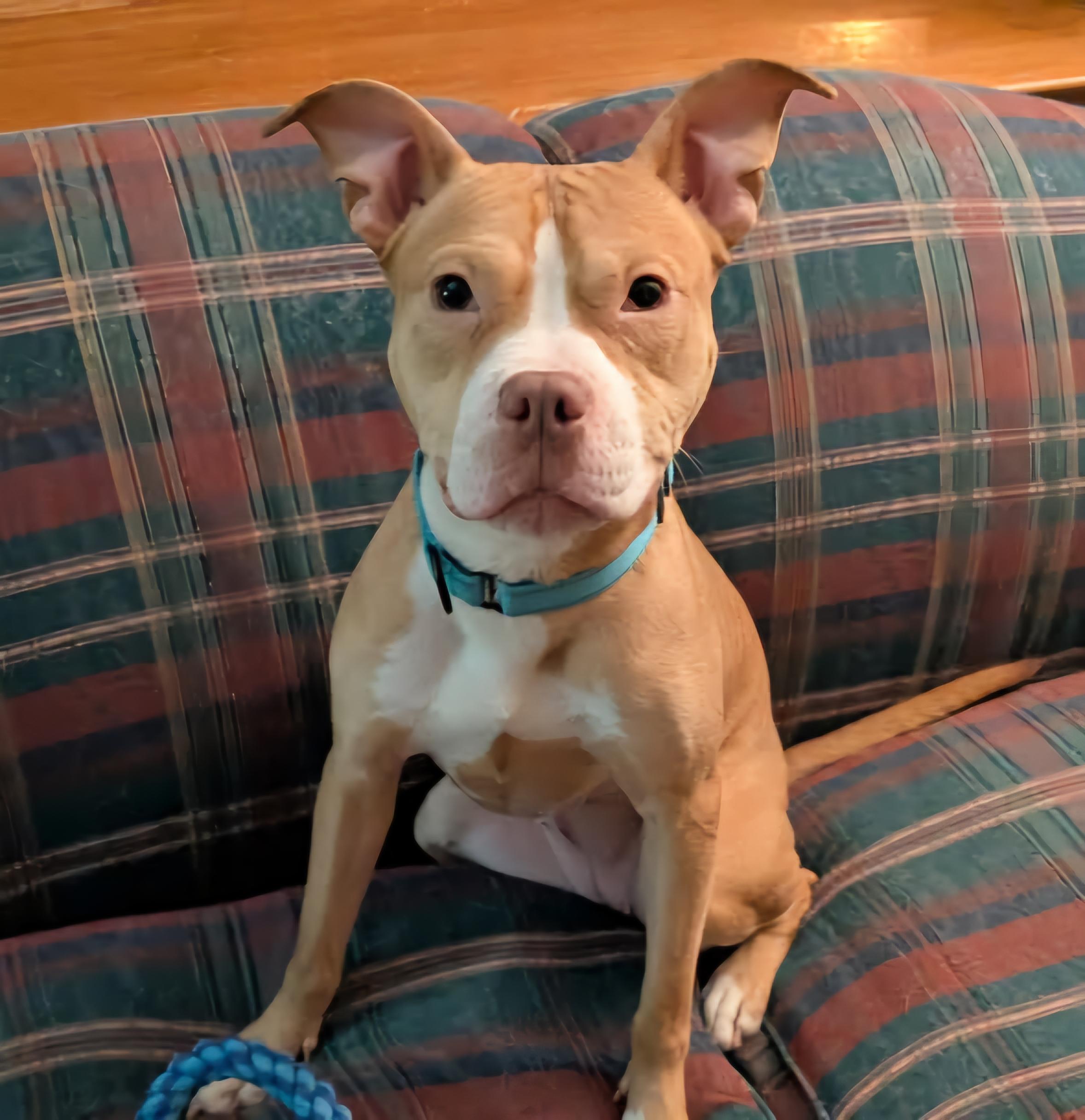 SADIE RUE $400, a Adoptable mixed breed in Milwaukee, WI image 5/6