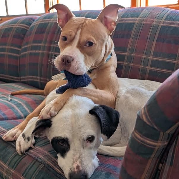 SADIE RUE $400, a Adoptable mixed breed in Milwaukee, WI image 3/6