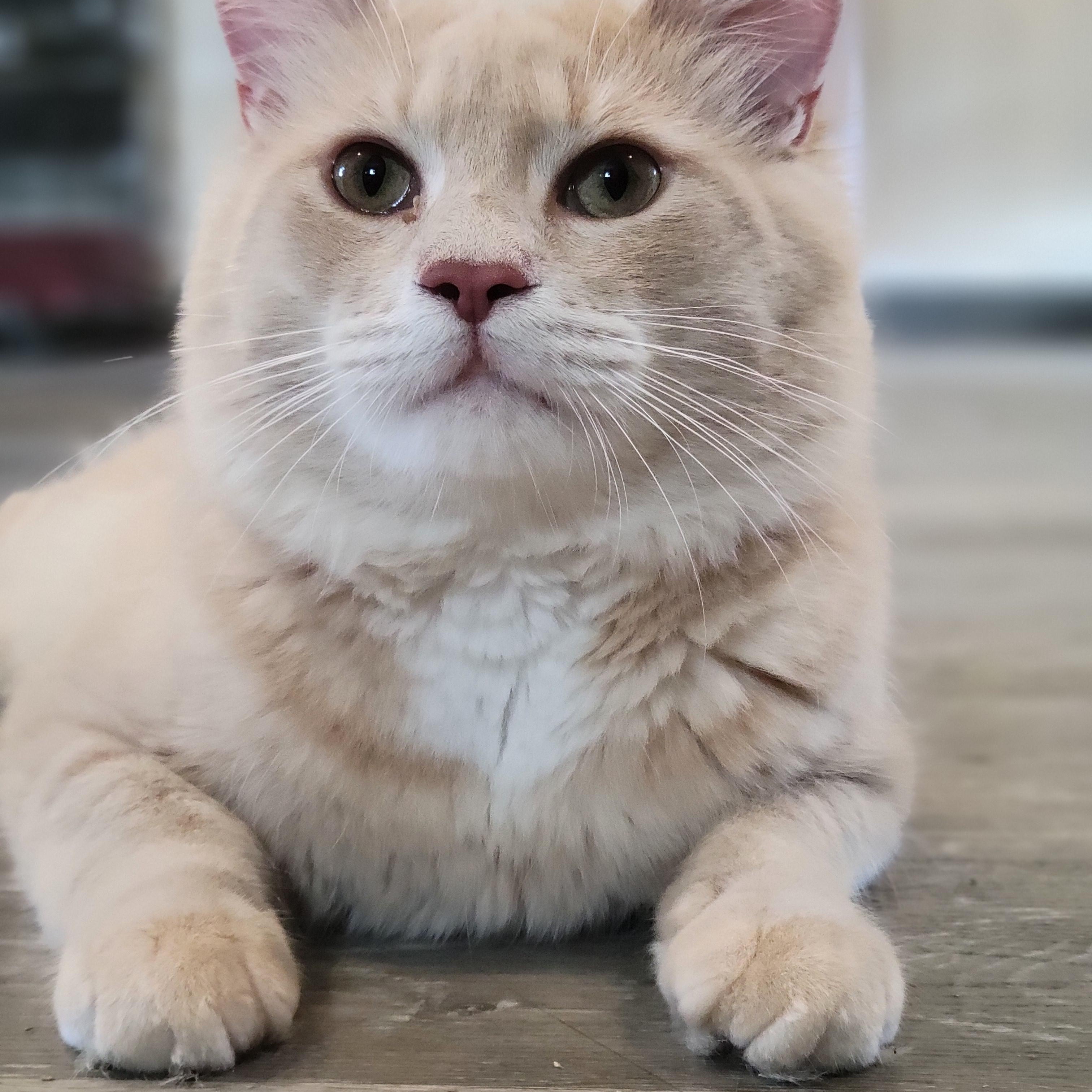 Kix, Adoptable, Young Male Domestic Medium Hair.