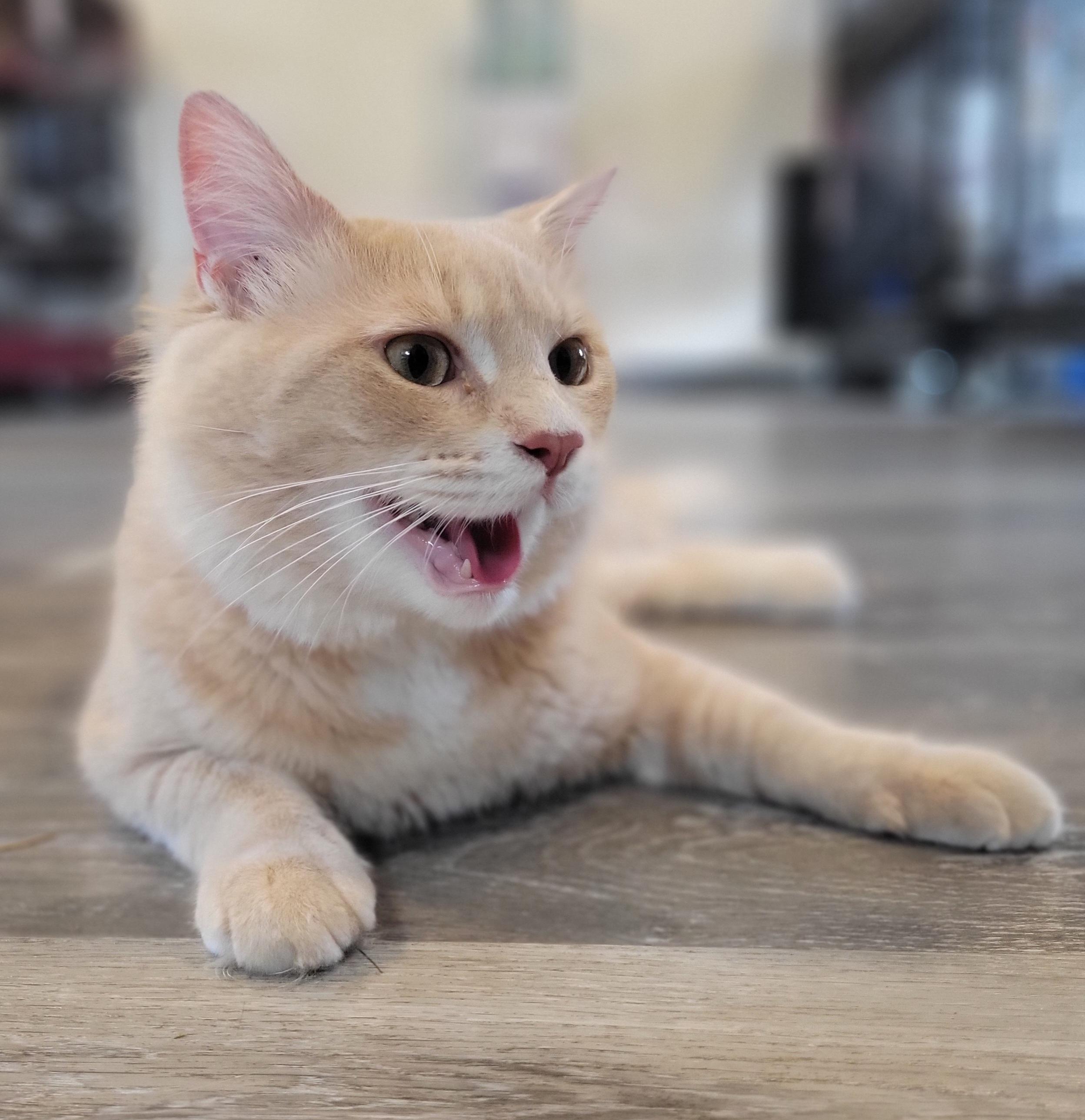 Kix, a Adoptable Domestic Medium Hair in Swartz Creek, MI image 2/5