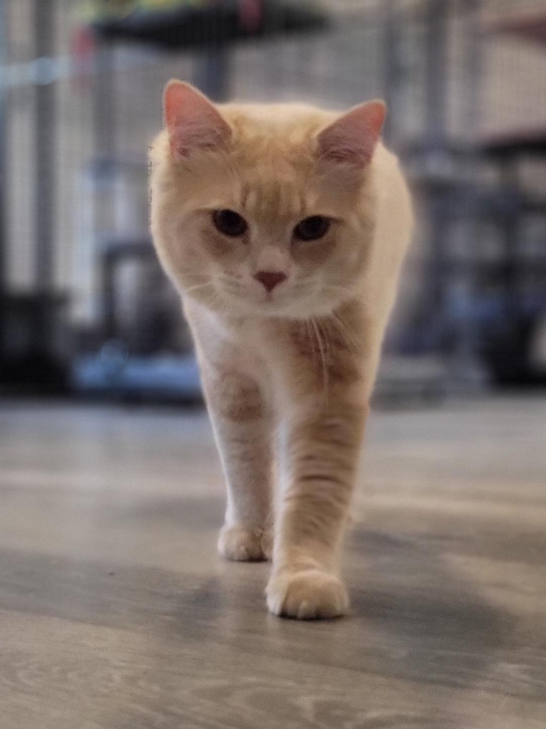 Kix, a Adoptable Domestic Medium Hair in Swartz Creek, MI image 4/5