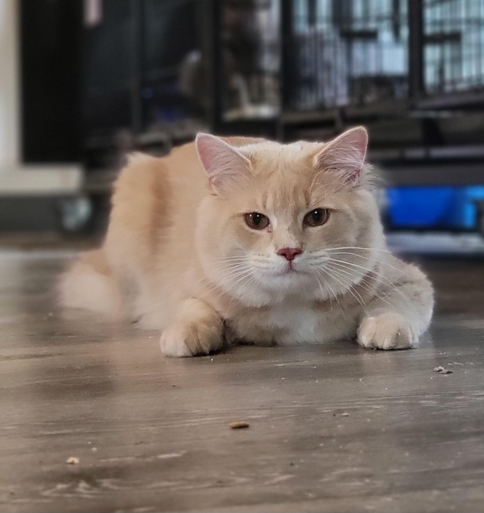 Kix, a Adoptable Domestic Medium Hair in Swartz Creek, MI image 3/5