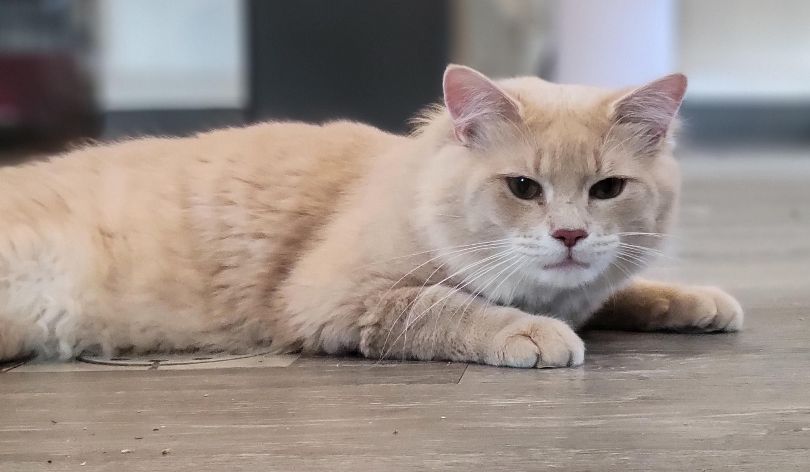 Kix, a Adoptable Domestic Medium Hair in Swartz Creek, MI image 5/5