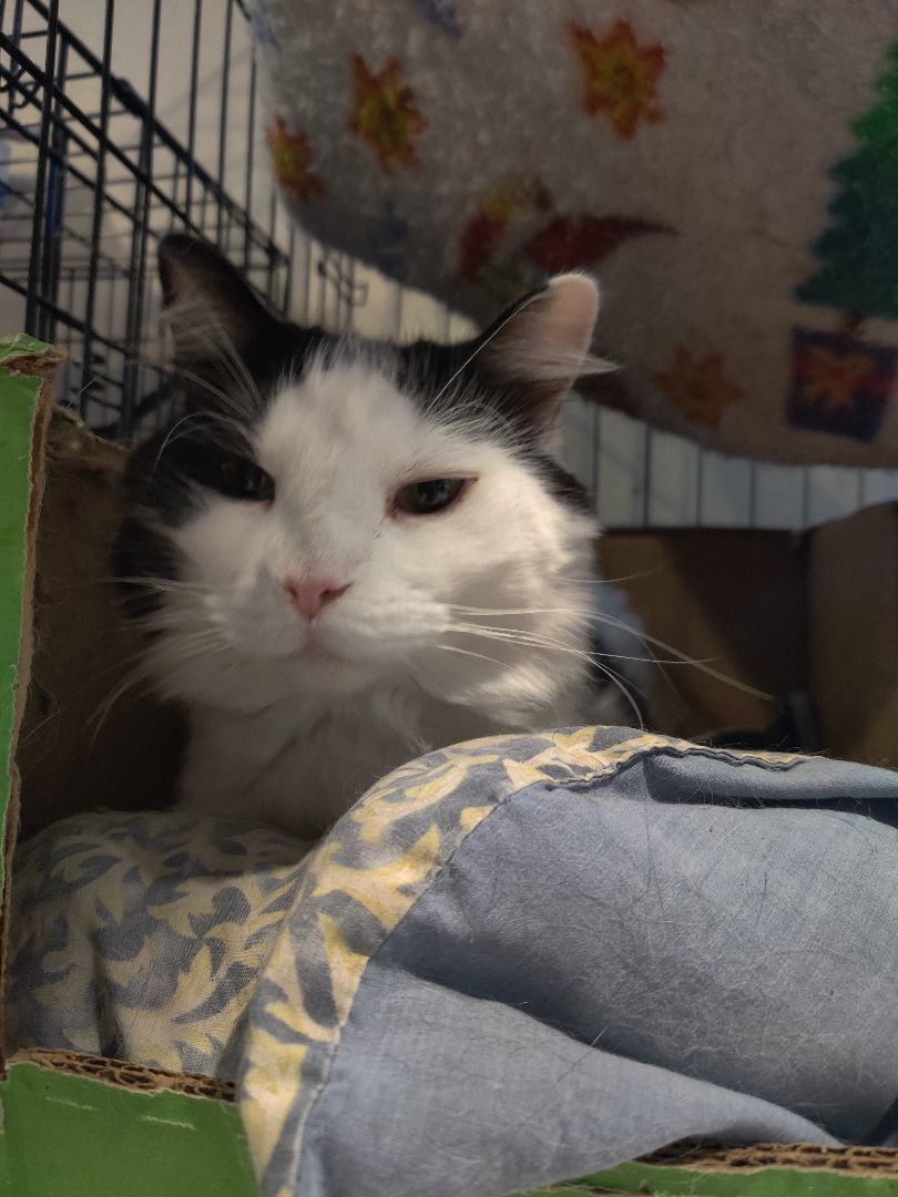 Dainty /Marci, Adoptable, Adult Female Maine Coon.