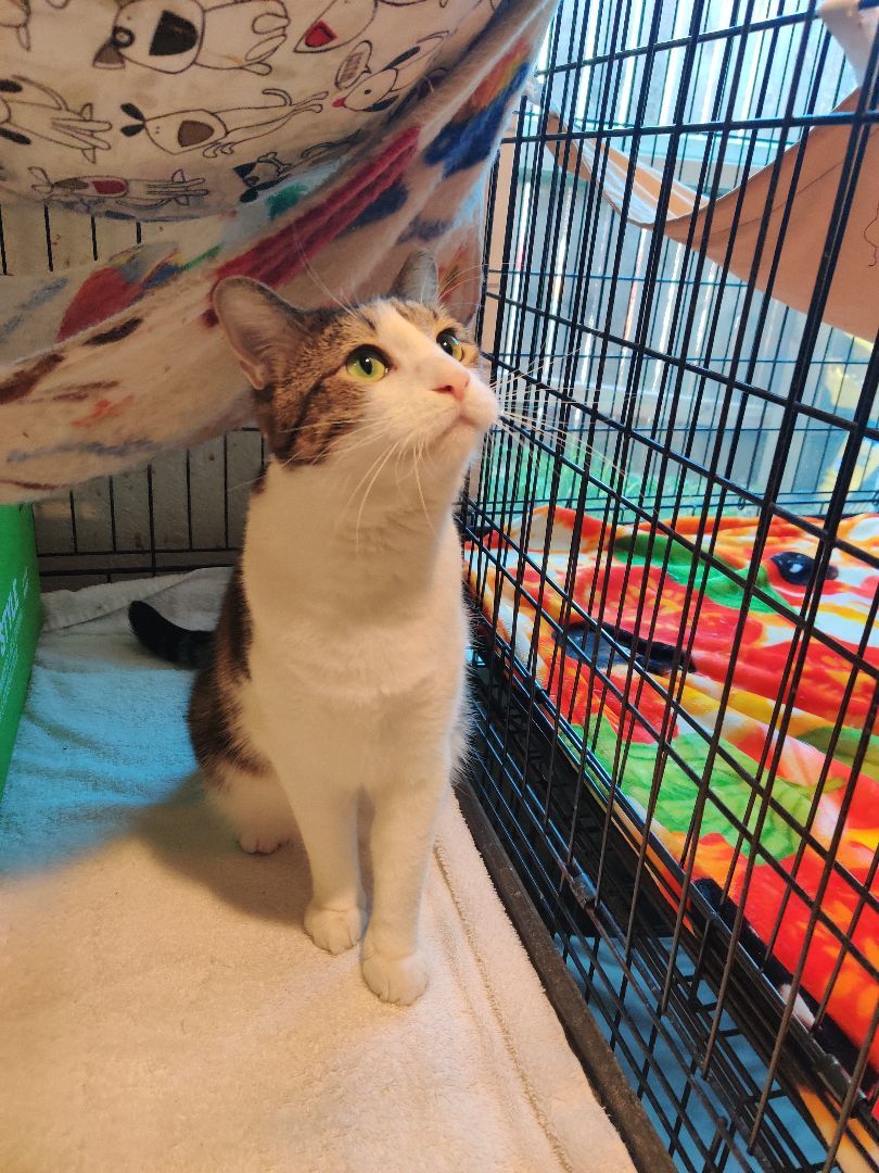 Enlarge Dainty /Marci, a Adoptable Maine Coon in Kansas City, MO image 2/4