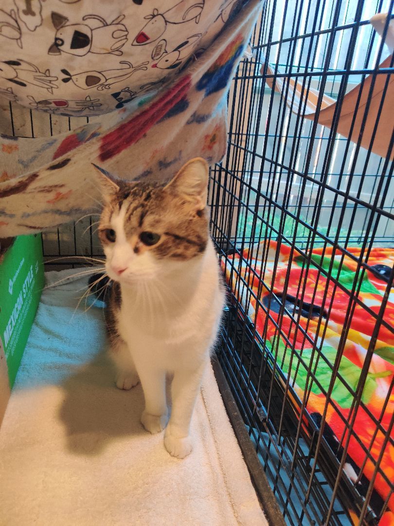 Enlarge Dainty /Marci, a Adoptable Maine Coon in Kansas City, MO image 3/4
